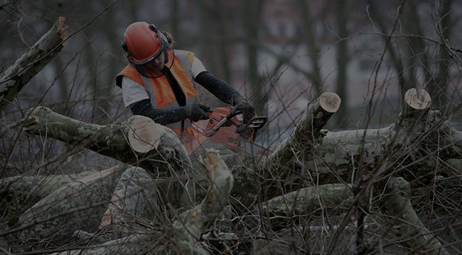 Lehi Tree Service